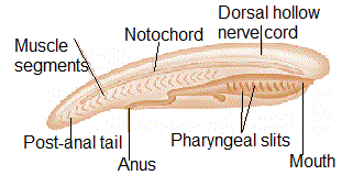 Chordata